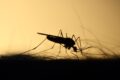 L'emergenza West Nile nel 2024