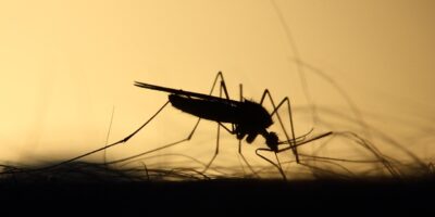 L'emergenza West Nile nel 2024